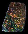 Brilliant Iridescent Ammolite With Display Case #31687-1